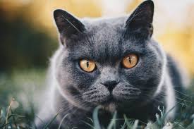 Wie lange leben Britisch Kurzhaar Katzen?