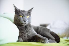 The Importance of a Clean Litter Box