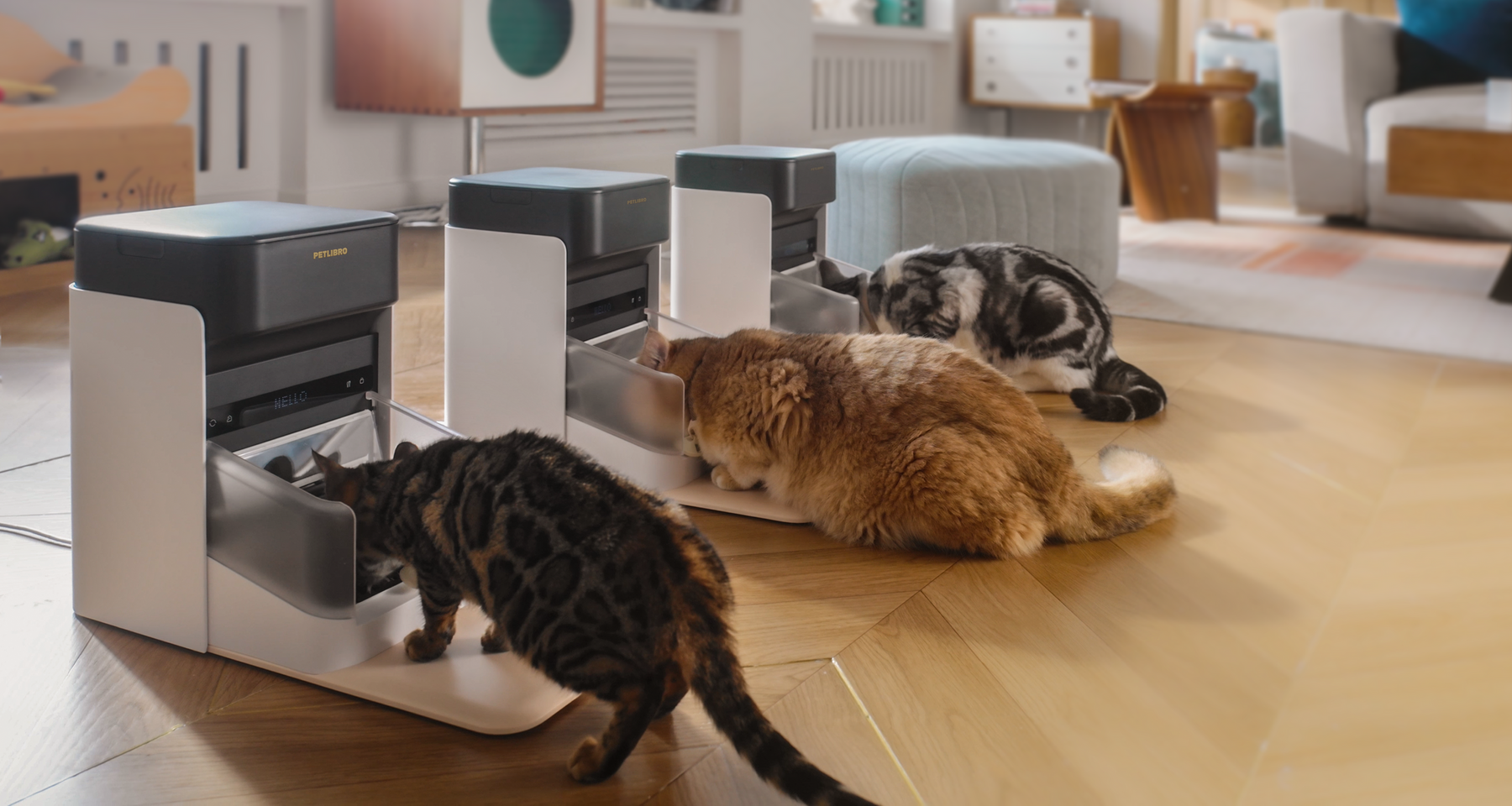 pet feeder with collar